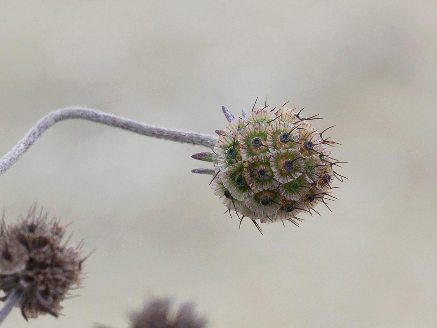 Изображение особи Scabiosa bipinnata.