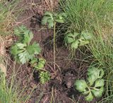 Anemone multifida