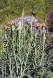 Tragopogon pseudomajor. Верхушки цветущих растений. Казахстан, Заилийский Алатау, Иссыкское ущелье, 1500 м н.у.м. 09.06.2010.