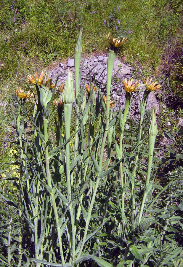 Image of Tragopogon pseudomajor specimen.