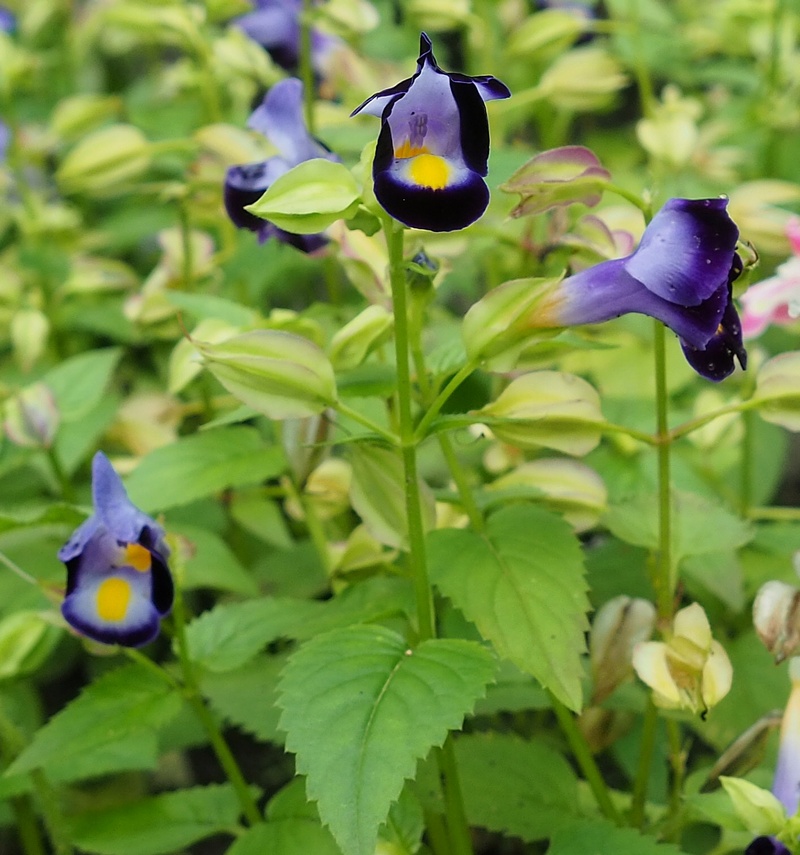 Image of Torenia fournieri specimen.