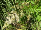 Sorbaria sorbifolia