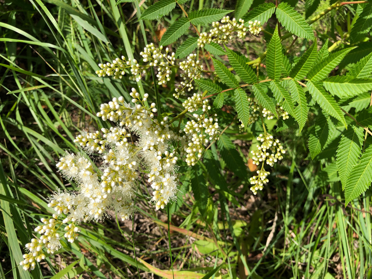 Image of Sorbaria sorbifolia specimen.