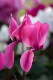 Cyclamen persicum