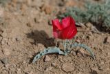 Tulipa rosea