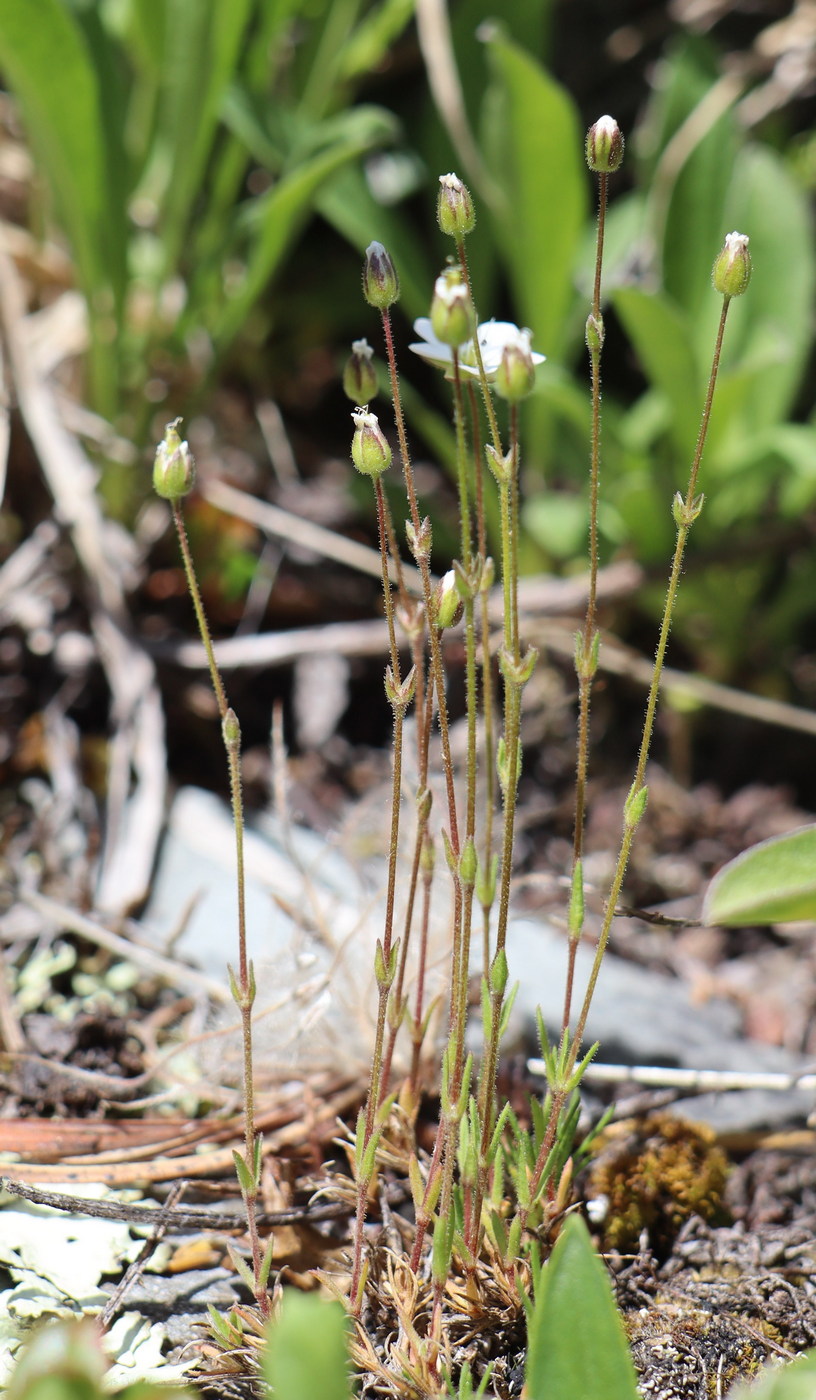 Image of Minuartia stricta specimen.