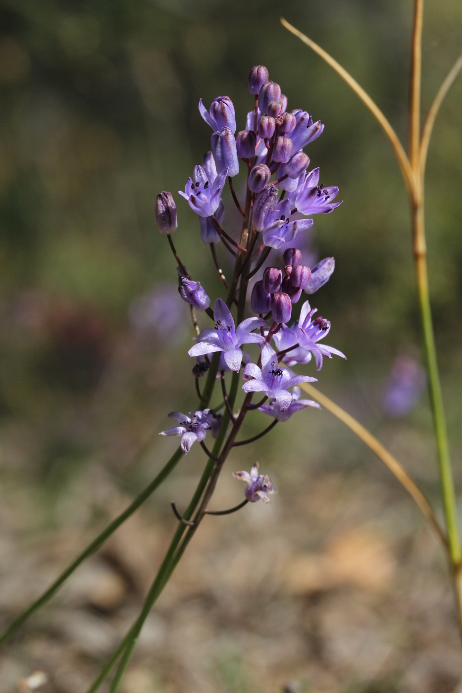 Image of Prospero autumnale specimen.