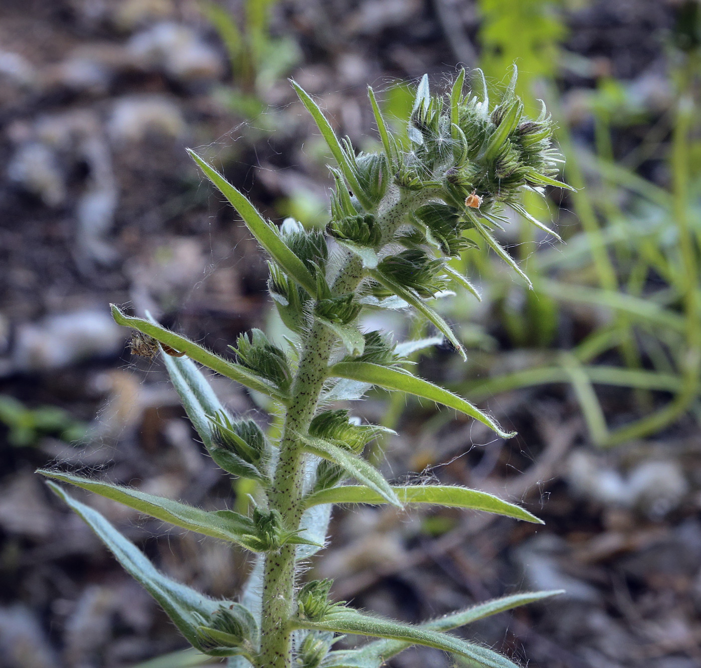 Image of Echium vulgare specimen.