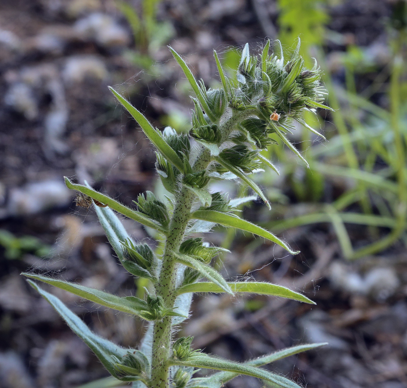 Изображение особи Echium vulgare.