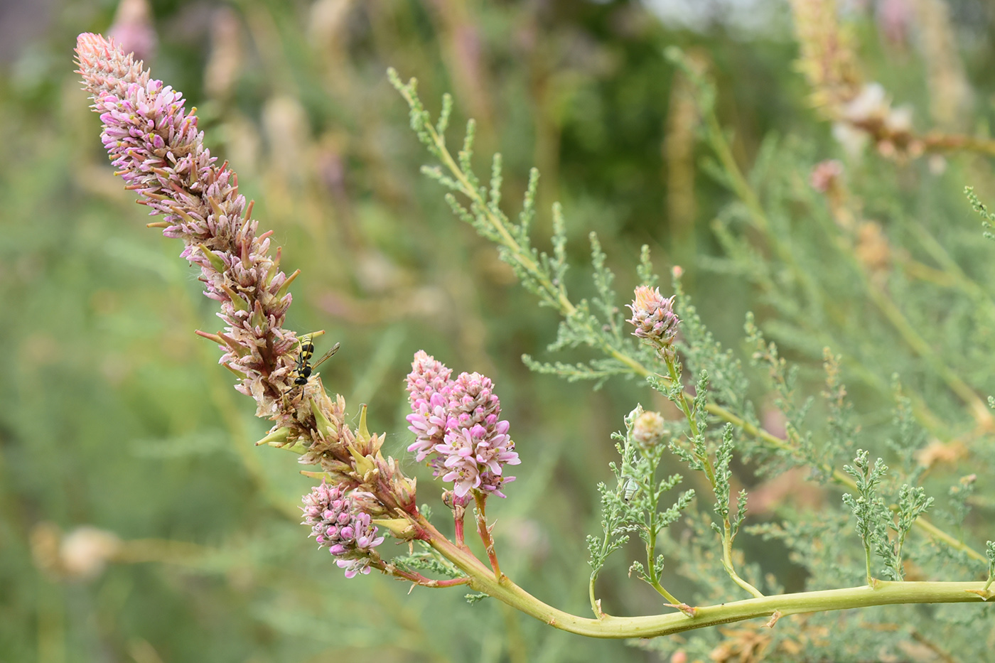 Изображение особи Myricaria bracteata.