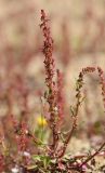 Rumex bucephalophorus. Цветущее растение. Испания, автономное сообщество Каталония, провинция Жирона, комарка Баш Эмпорда, муниципалитет Калонже, междурядье на винограднике. 04.03.2023.