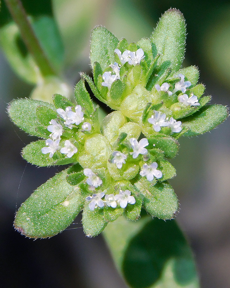 Изображение особи Valerianella turgida.