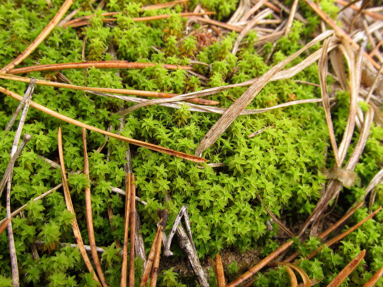 Image of Syntrichia ruralis specimen.