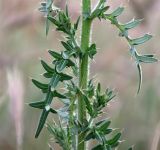 Cirsium serrulatum