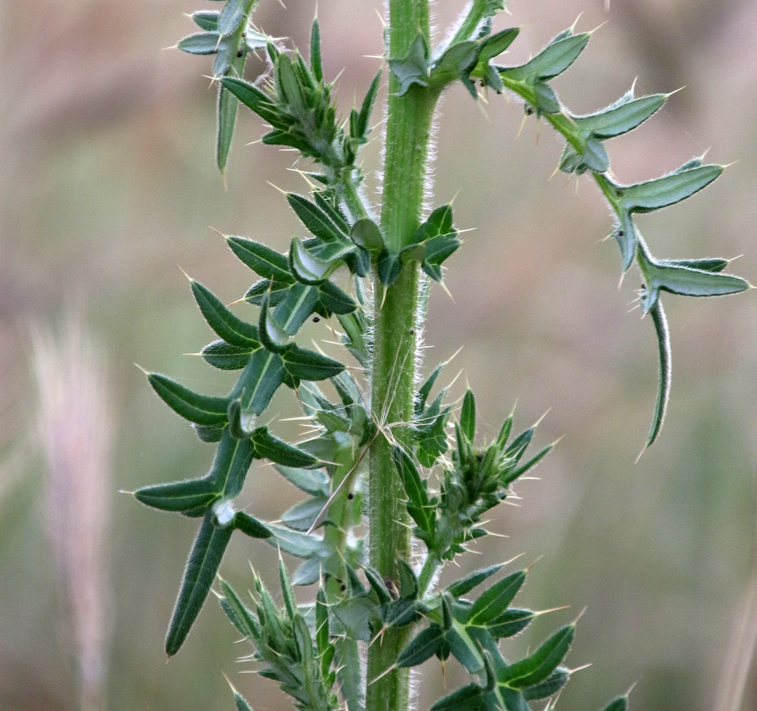 Image of Cirsium serrulatum specimen.