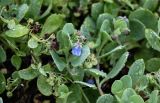 Mertensia maritima