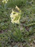genus Primula