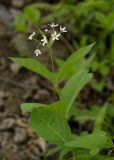 Vincetoxicum ascyrifolium