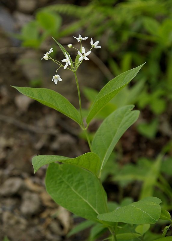 Изображение особи Vincetoxicum ascyrifolium.