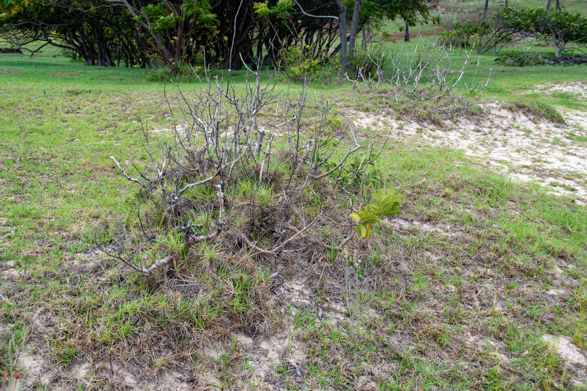 Image of Psidium guajava specimen.