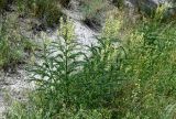 Astragalus galegiformis
