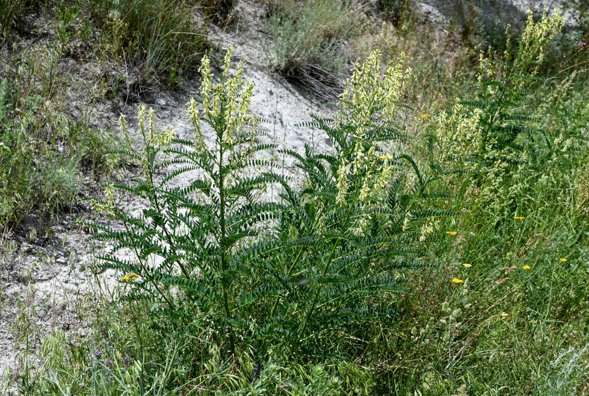 Image of Astragalus galegiformis specimen.