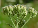 Achillea inundata