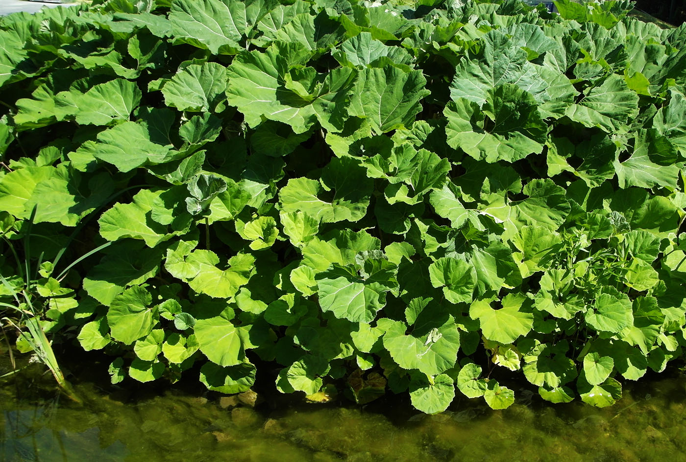 Изображение особи род Petasites.