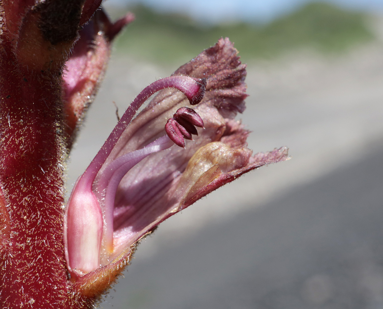 Изображение особи Orobanche owerinii.