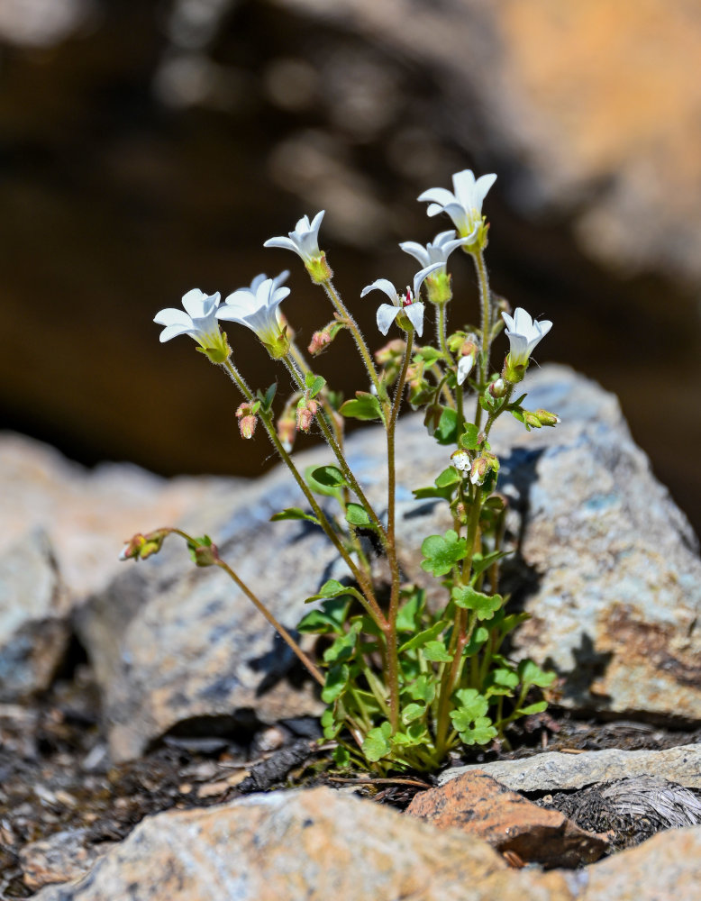 Изображение особи Saxifraga sibirica.