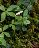 Moneses uniflora. Верхушка цветущего растения в сообществе с мхами, Vaccinium vitis-idaea и Trientalis. Красноярский край, Таймырский Долгано-Ненецкий р-н, плато Путорана, окр. водопада Брат, смешанный лес. 24.07.2023.