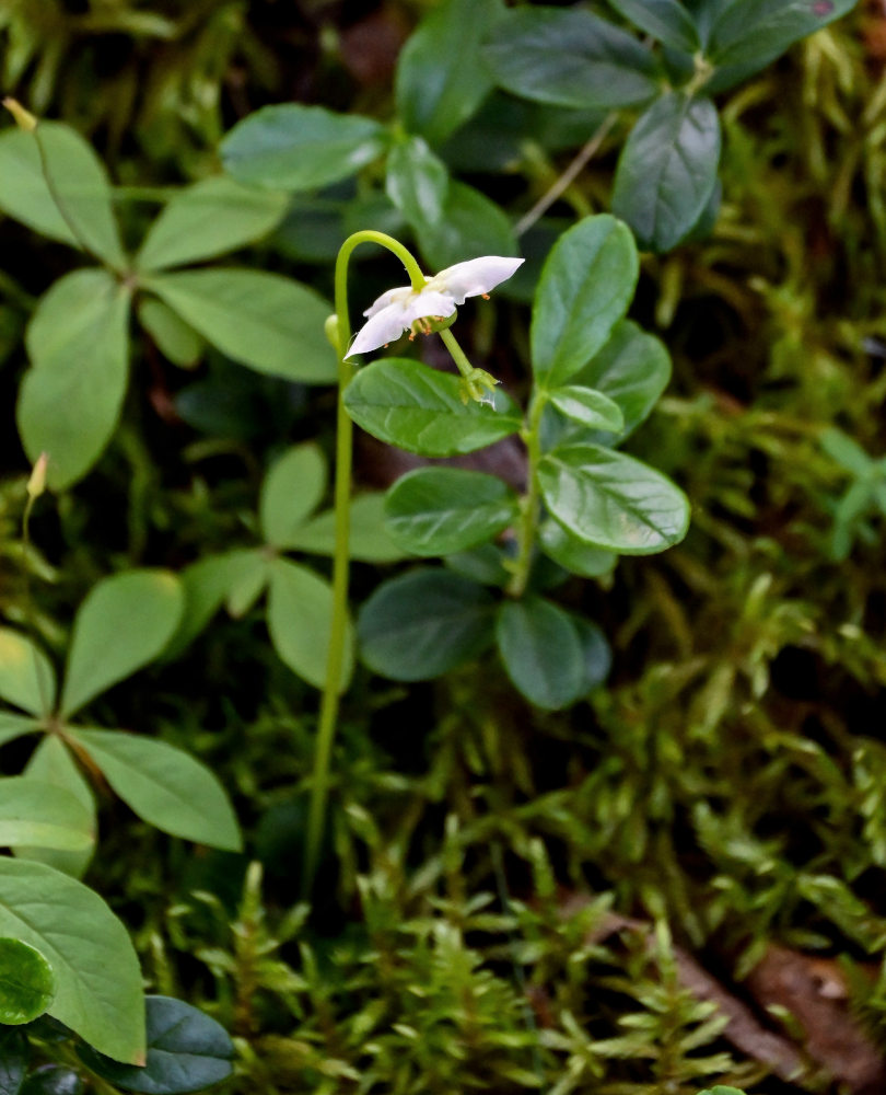 Image of Moneses uniflora specimen.