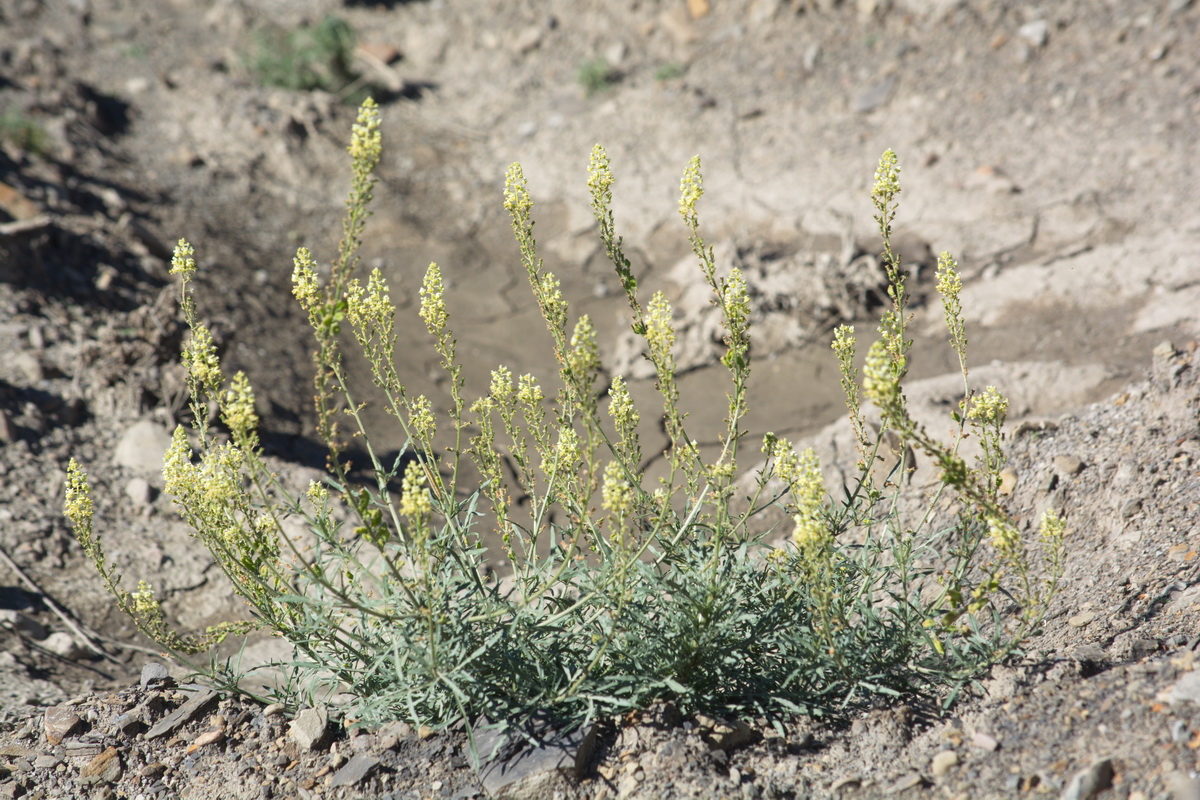 Image of Reseda lutea specimen.