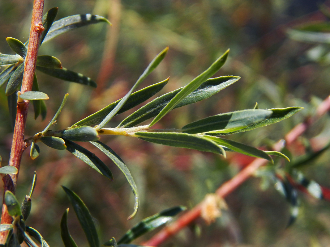 Image of Salix pycnostachya specimen.