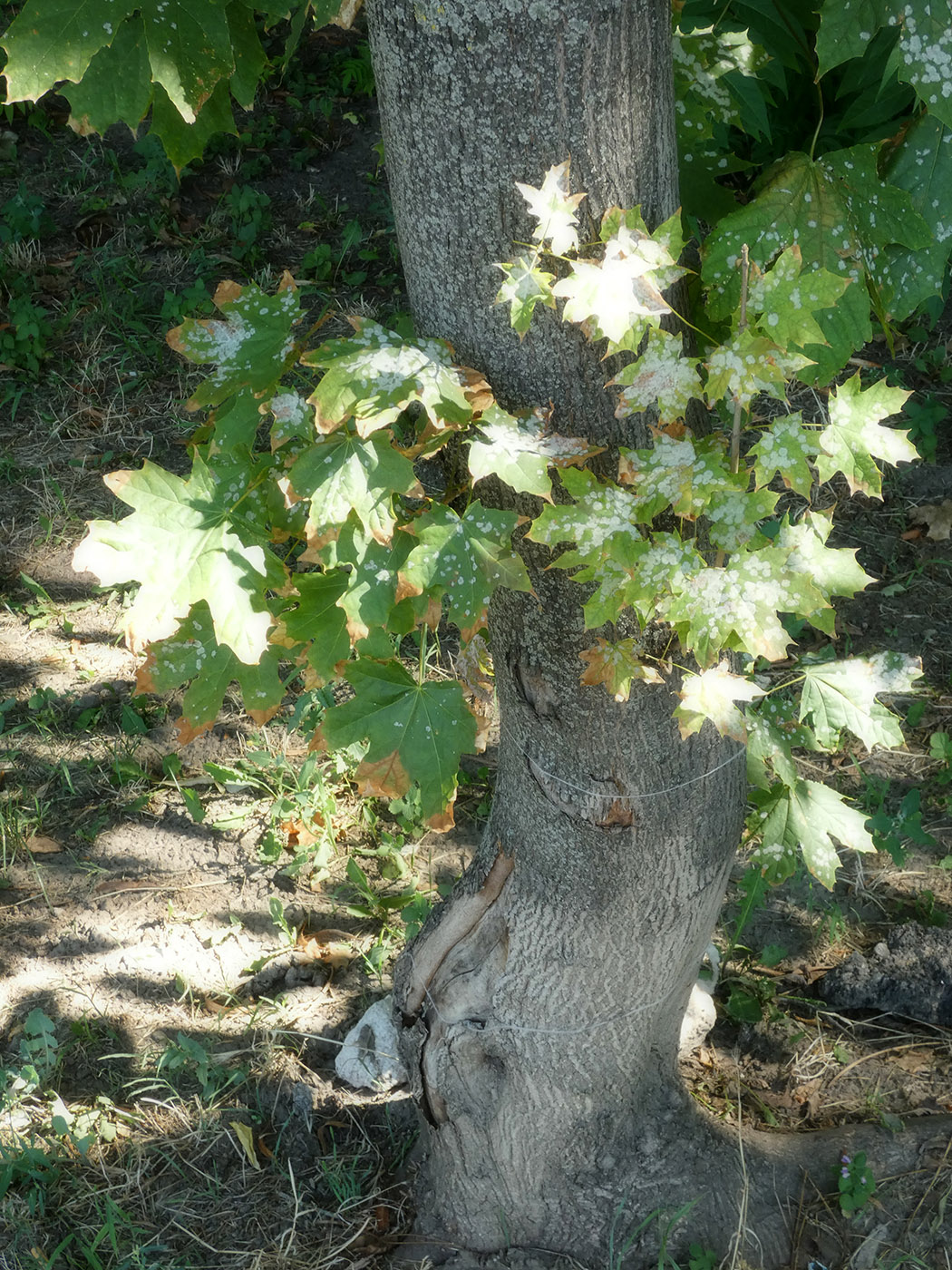 Image of Acer platanoides specimen.