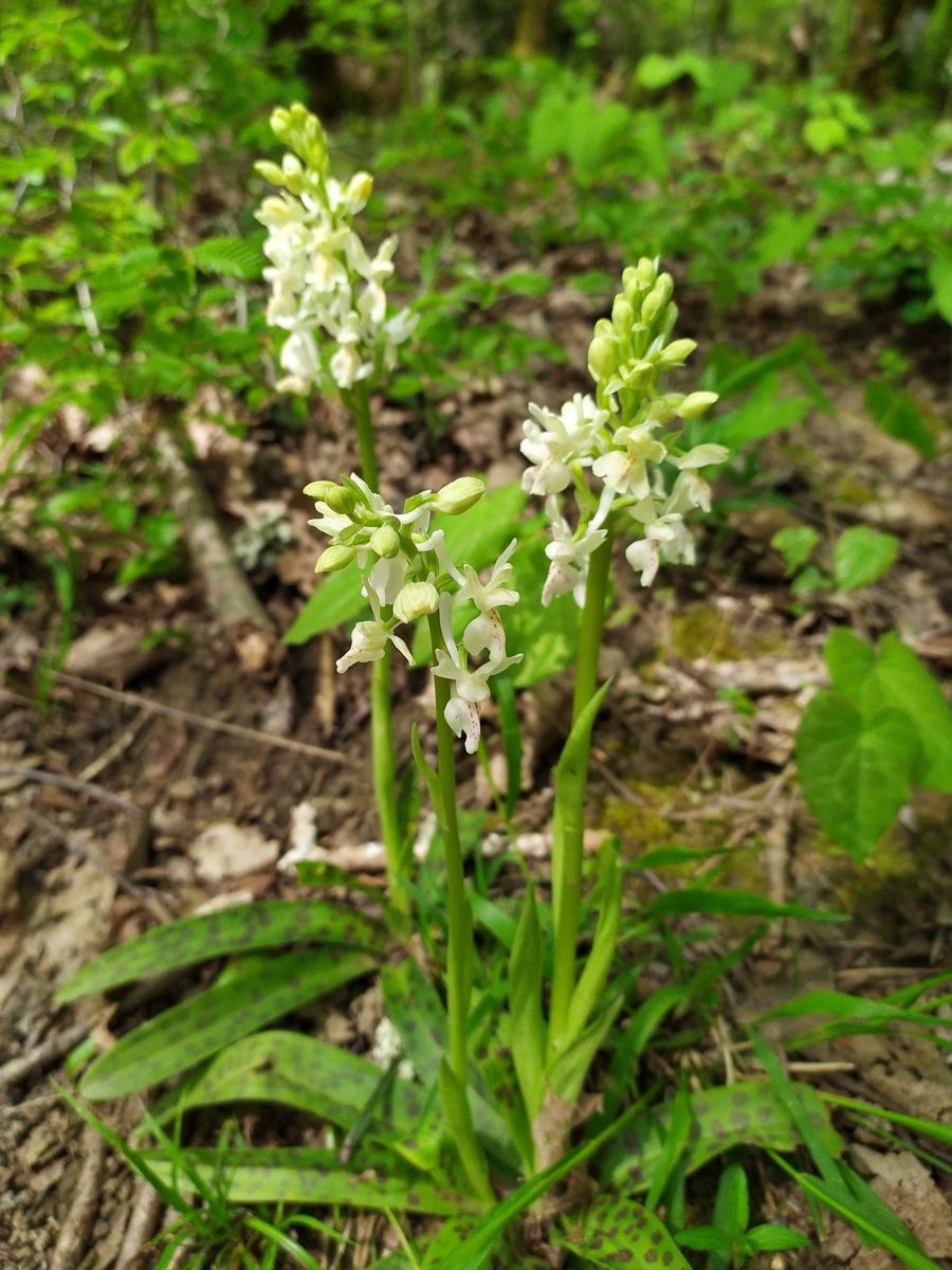 Изображение особи Orchis provincialis.