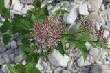 Eupatorium cannabinum