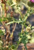 Cirsium ciliatum. Лист. Чечня, Шаройский р-н, правый берег р. Шароаргун в 1 км ниже с. Химой. 11 августа 2023 г.