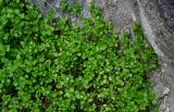 Stellaria media