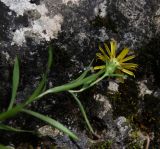 Inula ensifolia