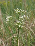 Eremogone longifolia