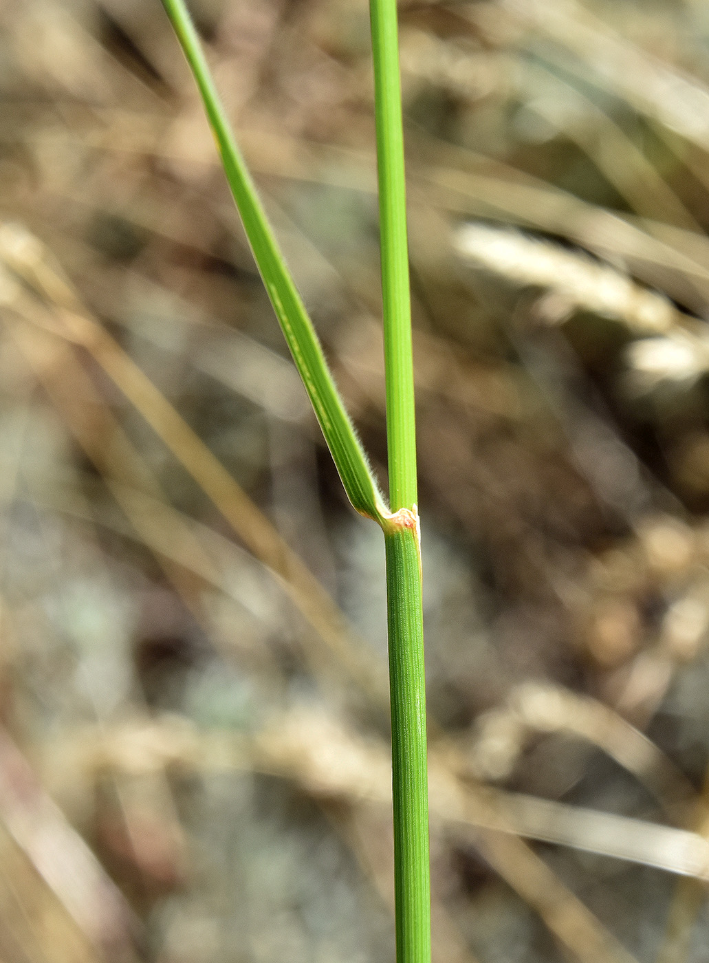 Изображение особи Agropyron desertorum.