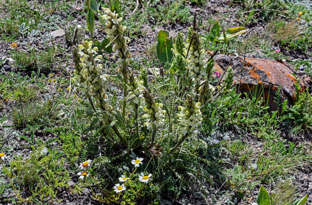 Изображение особи Pedicularis dubia.