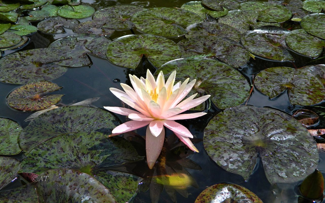 Image of genus Nymphaea specimen.