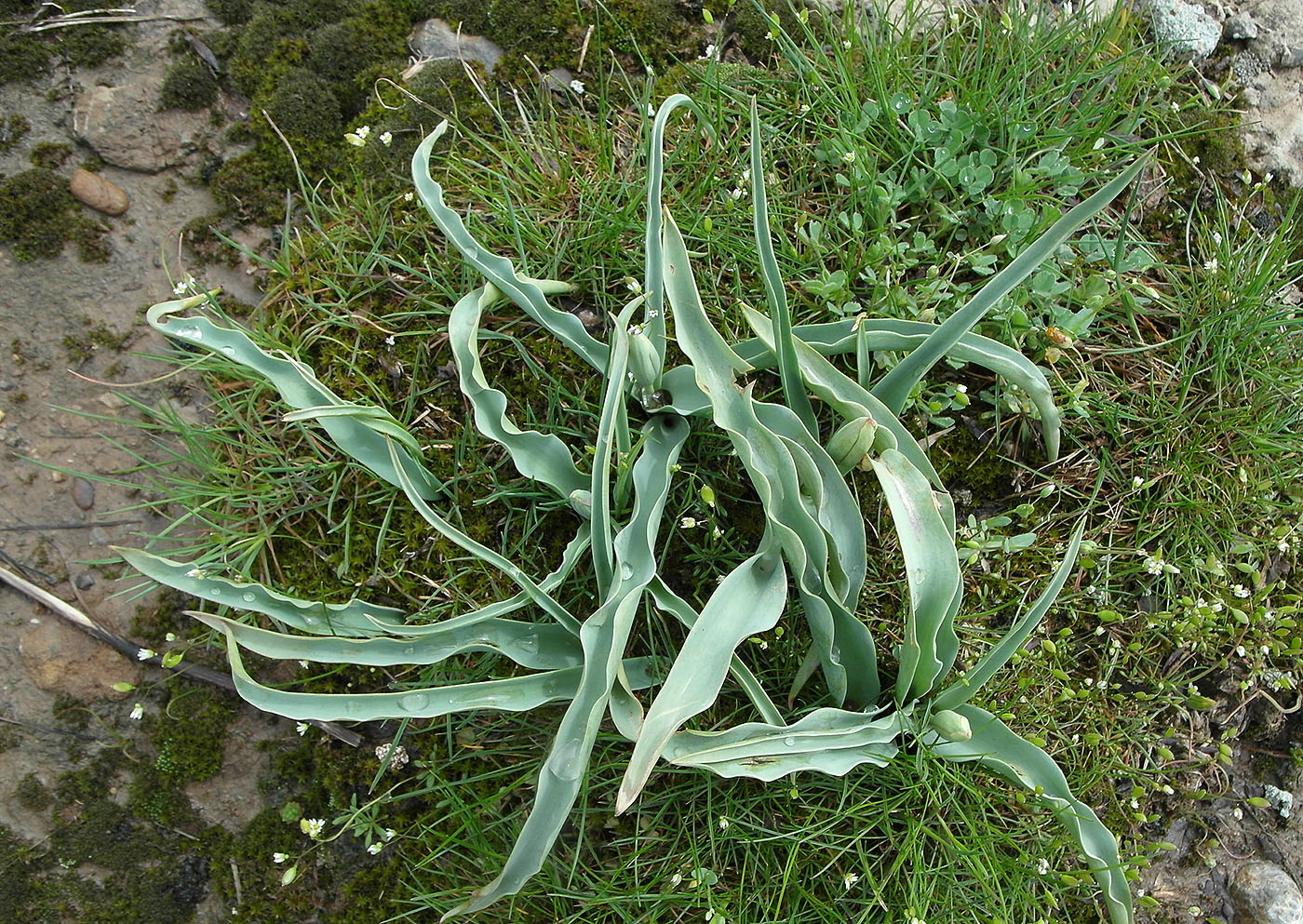 Изображение особи Tulipa lemmersii.