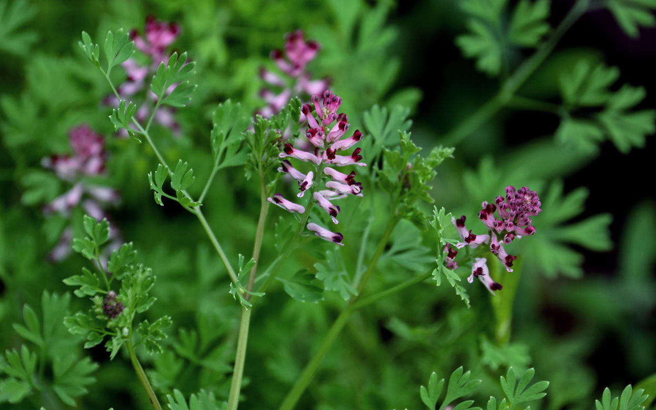 Изображение особи Fumaria officinalis.