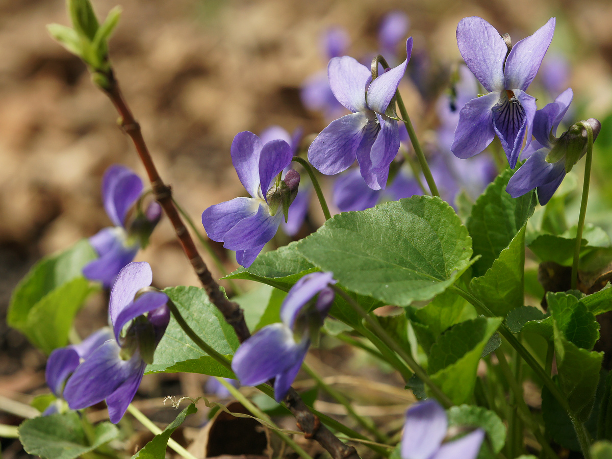 Image of genus Viola specimen.