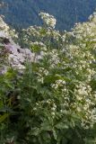 Galium valantioides. Часть куртины цветущих растений. Адыгея, Кавказский биосферный заповедник, хр. Каменное Море, ≈ 2000 м н.у.м., в расщелине скалы. 28.07.2018.