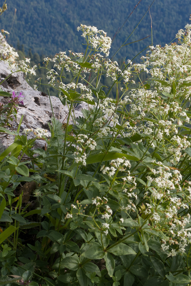 Изображение особи Galium valantioides.
