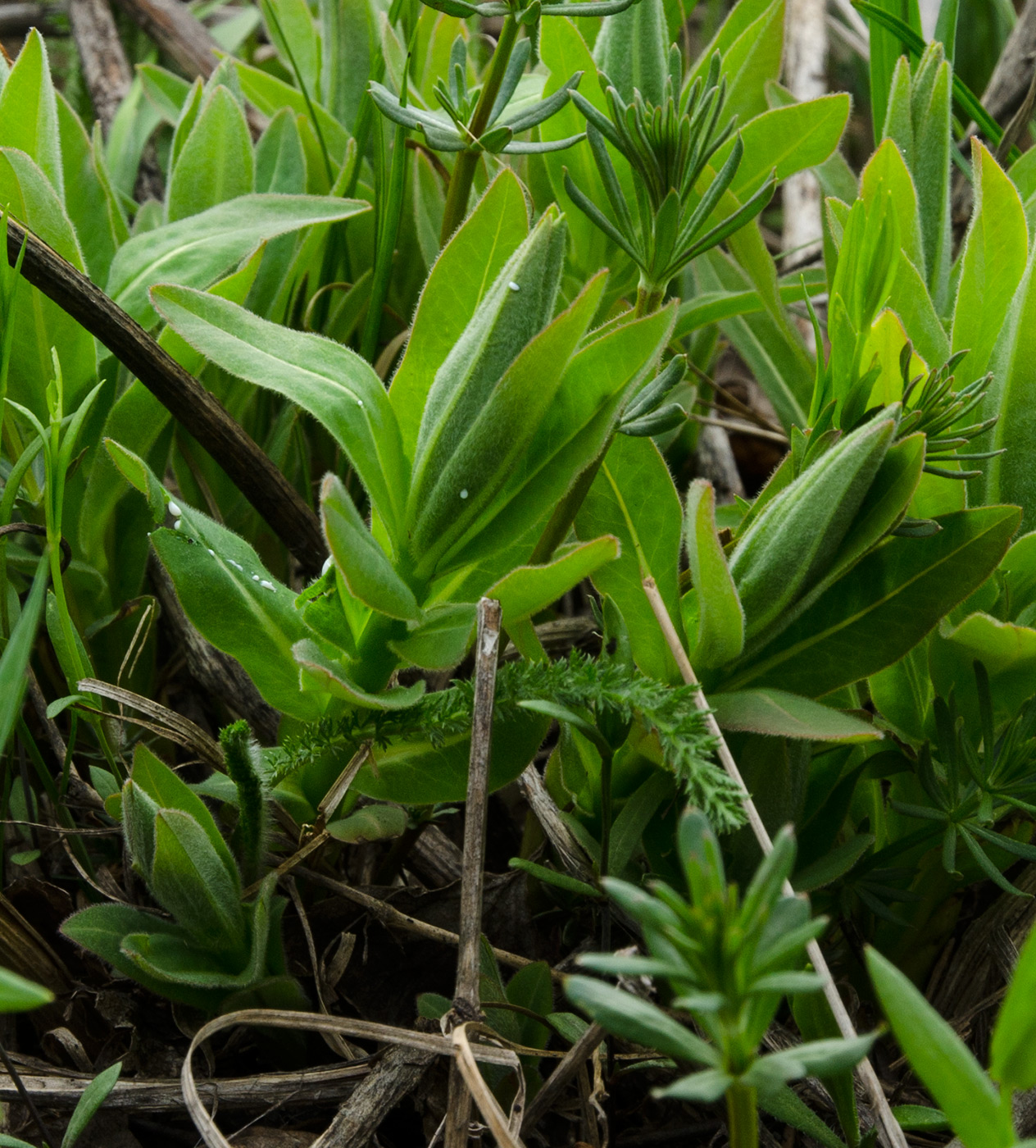 Image of genus Euphorbia specimen.